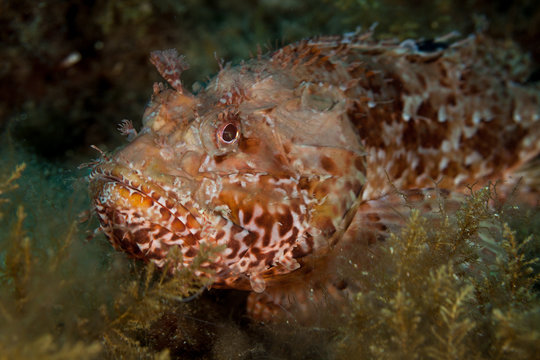 Scorpaena scrofa, common name the red scorpionfish, Bigscale scorpionfish, or large-scaled scorpion fish