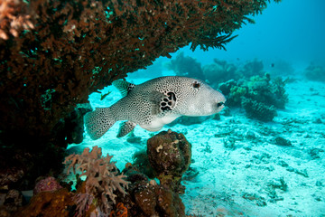 Whitespotted Puffer - Arothron hispidus