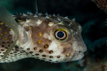 Cyclichthys spilostylus, known commonly as the spotbase burrfish or yellowspotted burrfish