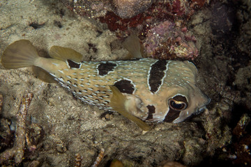 Black blotched Porcupinefish - Diodon liturosus