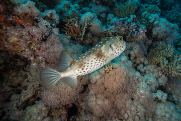 Cyclichthys spilostylus, known commonly as the spotbase burrfish or yellowspotted burrfish