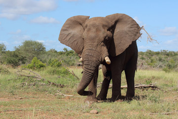 Afrikanischer Elefant / African elephant / Loxodonta africana