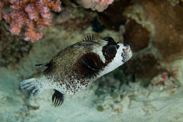 The masked puffer, Arothron diadematus © GeraldRobertFischer
