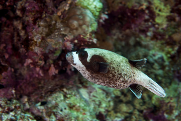 The masked puffer, Arothron diadematus