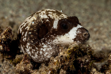Dog-faced Puffer Black-spotted Puffer ~ Hush Puppy Puffer