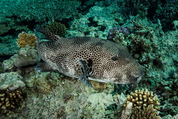 Arothron stellatus, also known as the stellate puffer, starry puffer, or starry toadfish