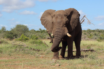Obraz premium Słoń afrykański / Słoń afrykański / Loxodonta africana