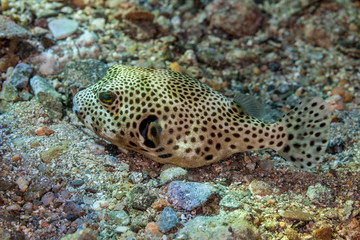 Star Puffer semiadult - Arothron stellatus