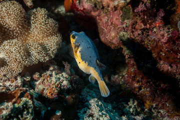Blackspotted Puffer - Arothron nigropunctatus