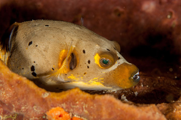 Blackspotted Puffer - Arothron nigropunctatus