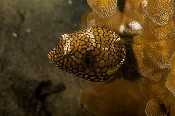 Juvenile Map Puffer - Arothron mappa