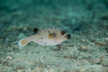 Blackspotted Puffer - Arothron nigropunctatus