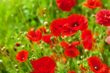 Red poppy flowers in bloom on green grass blurred background close up, beautiful poppies field blossom on sunny summer day landscape, sun shine floral meadow, spring season blooming nature, copy space