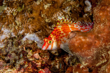 Coral hawkfish is a species of hawkfish