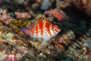 Coral hawkfish is a species of hawkfish