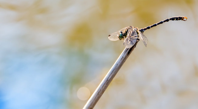 A rare dragonfly (Onychogomphus forcipatus) sits on a reed. Concept dragonflies in Germany.
