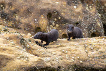 American mink, Neovison vison, looking through hole and running/walking along coastal rocks...