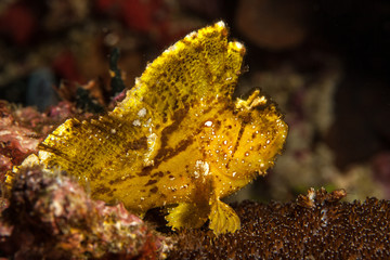 Leaf Scorpionfish (Scorpion Leaffish, Paperfish) - Taenianotus triacanthus