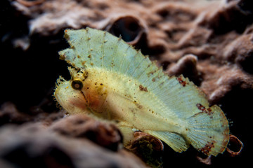 Leaf Scorpionfish (Scorpion Leaffish, Paperfish) - Taenianotus triacanthus