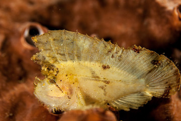 Leaf Scorpionfish (Scorpion Leaffish, Paperfish) - Taenianotus triacanthus