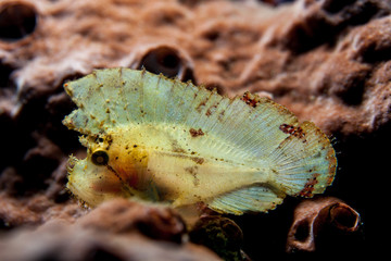 Leaf Scorpionfish (Scorpion Leaffish, Paperfish) - Taenianotus triacanthus