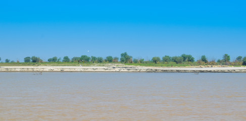 green wheat fields on the bank of river indus