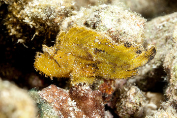 Leaf scorpionfish, Taenianotus triacanthus