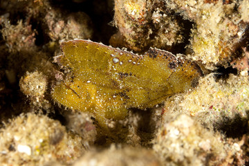 Leaf scorpionfish, Taenianotus triacanthus