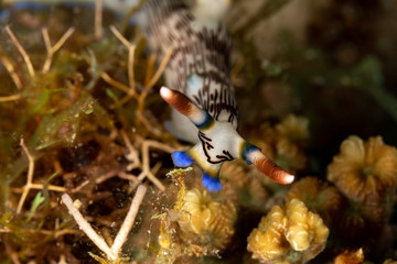 Lined Nembrotha, Nembrotha lineolata is a species of nudibranch, a sea slug, a marine gastropod mollusk in the family Polyceridae