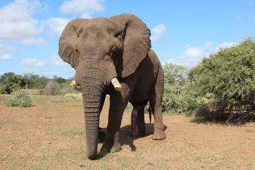 Afrikanischer Elefant / African elephant / Loxodonta africana