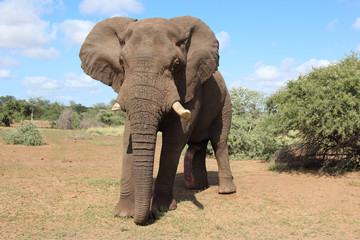 Afrikanischer Elefant / African elephant / Loxodonta africana