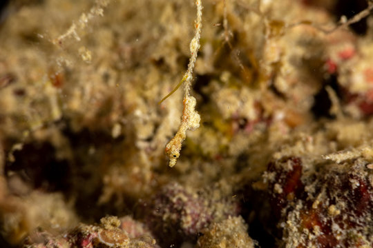 Lembeh Sea Dragon, thread pipefish, Kyonemichthys rumengani, is a species of pipefish native to the Pacific Ocean around Indonesia