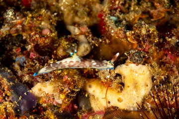 Lined Nembrotha, Nembrotha lineolata is a species of nudibranch, a sea slug, a marine gastropod mollusk in the family Polyceridae