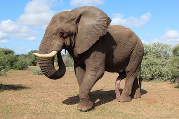 Afrikanischer Elefant / African elephant / Loxodonta africana