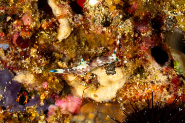 Naklejka na ściany i meble Lined Nembrotha, Nembrotha lineolata is a species of nudibranch, a sea slug, a marine gastropod mollusk in the family Polyceridae