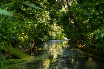 river in the forest