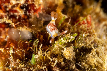 Fototapeta na wymiar Lined Nembrotha, Nembrotha lineolata is a species of nudibranch, a sea slug, a marine gastropod mollusk in the family Polyceridae
