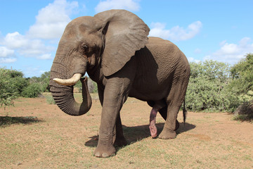 Obraz premium Afrikanischer Elefant / African elephant / Loxodonta africana