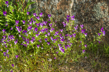 Flowers Pansies (tricolor violet) on the stones of the Hanko Peninsula. Nature of Finland