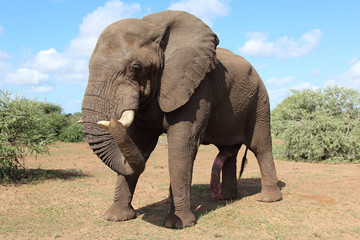 Afrikanischer Elefant / African elephant / Loxodonta africana