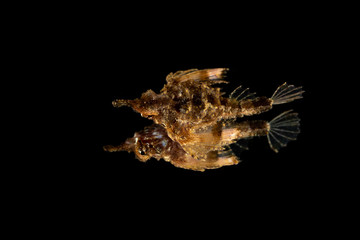 Little dragonfish or short dragonfish on a mirror, Eurypegasus draconis, is a species of marine fish in the family Pegasidae