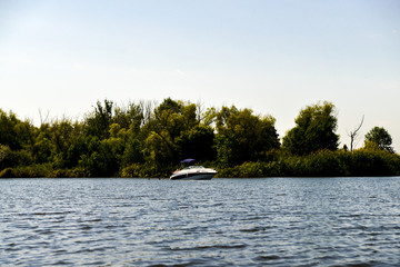 tree and boat on lake