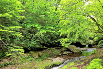 新緑の峡谷