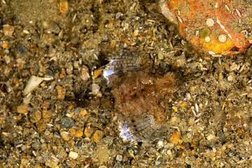 Little dragonfish or short dragonfish, Eurypegasus draconis, is a species of marine fish in the family Pegasidae