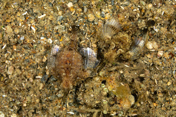 Little dragonfish or short dragonfish, Eurypegasus draconis, is a species of marine fish in the family Pegasidae