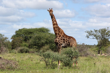 Giraffe / Giraffe / Giraffa Camelopardalis