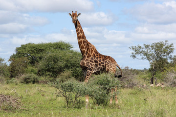 Giraffe / Giraffe / Giraffa Camelopardalis