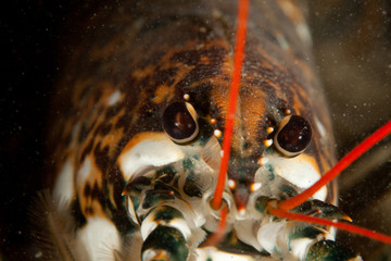 Homarus Lobster