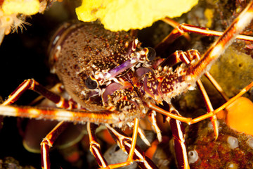 Spiny Lobster Palinurus elephas