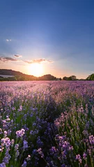 Abwaschbare Fototapete Gras Sonnenuntergang über Lavendelfeld